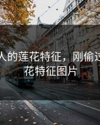 刚偷过人的莲花特征，刚偷过人的莲花特征图片